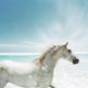 [obrazky_4ever_sk]-kon-5746612.jpg