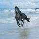 [obrazky_4ever_sk]-tmavomodre-more,-kon-5142912.jpg